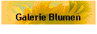 Galerie Blumen