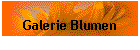 Galerie Blumen